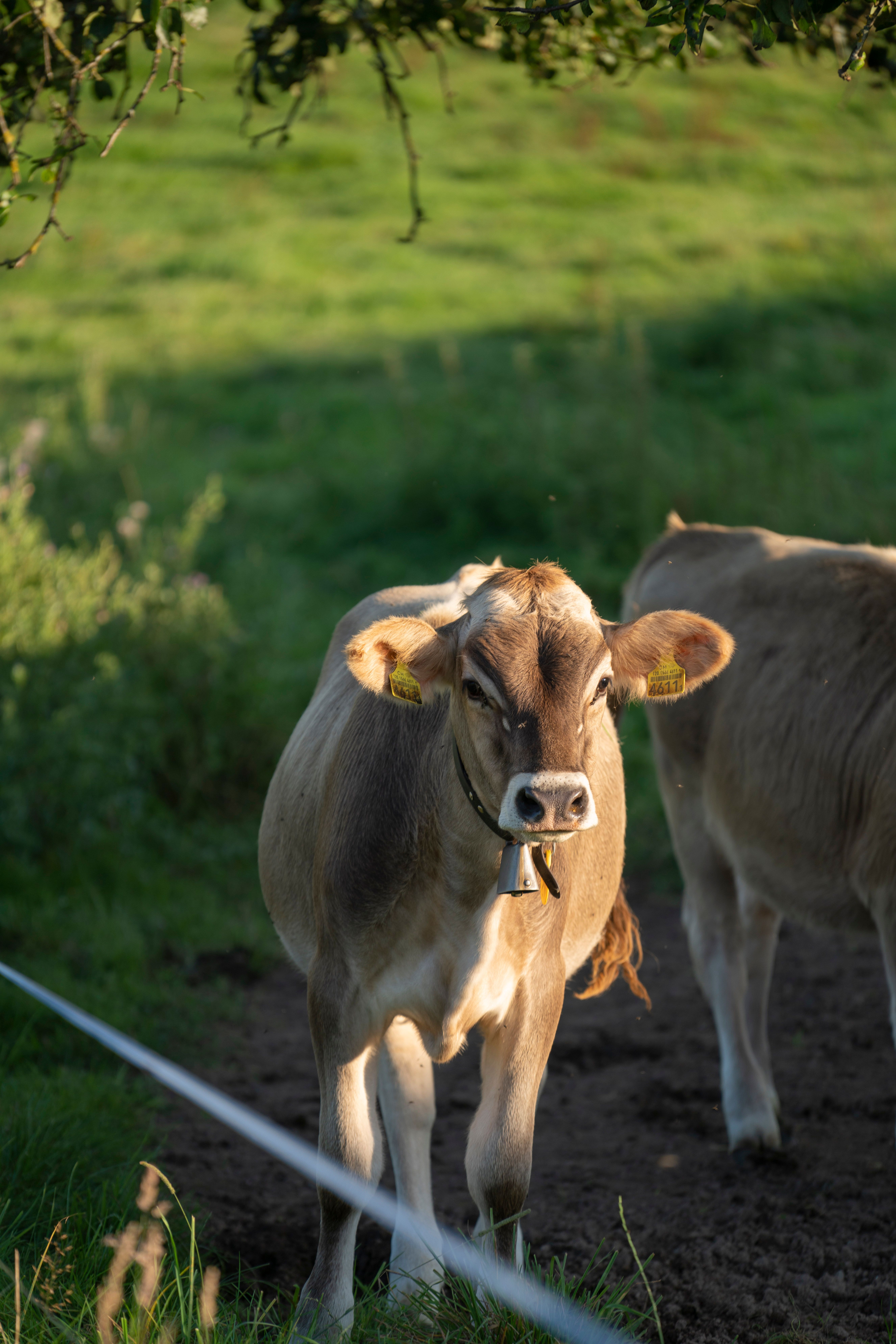 Brown Cow Grazing in a Lush Green Pasture · Free Stock Photo