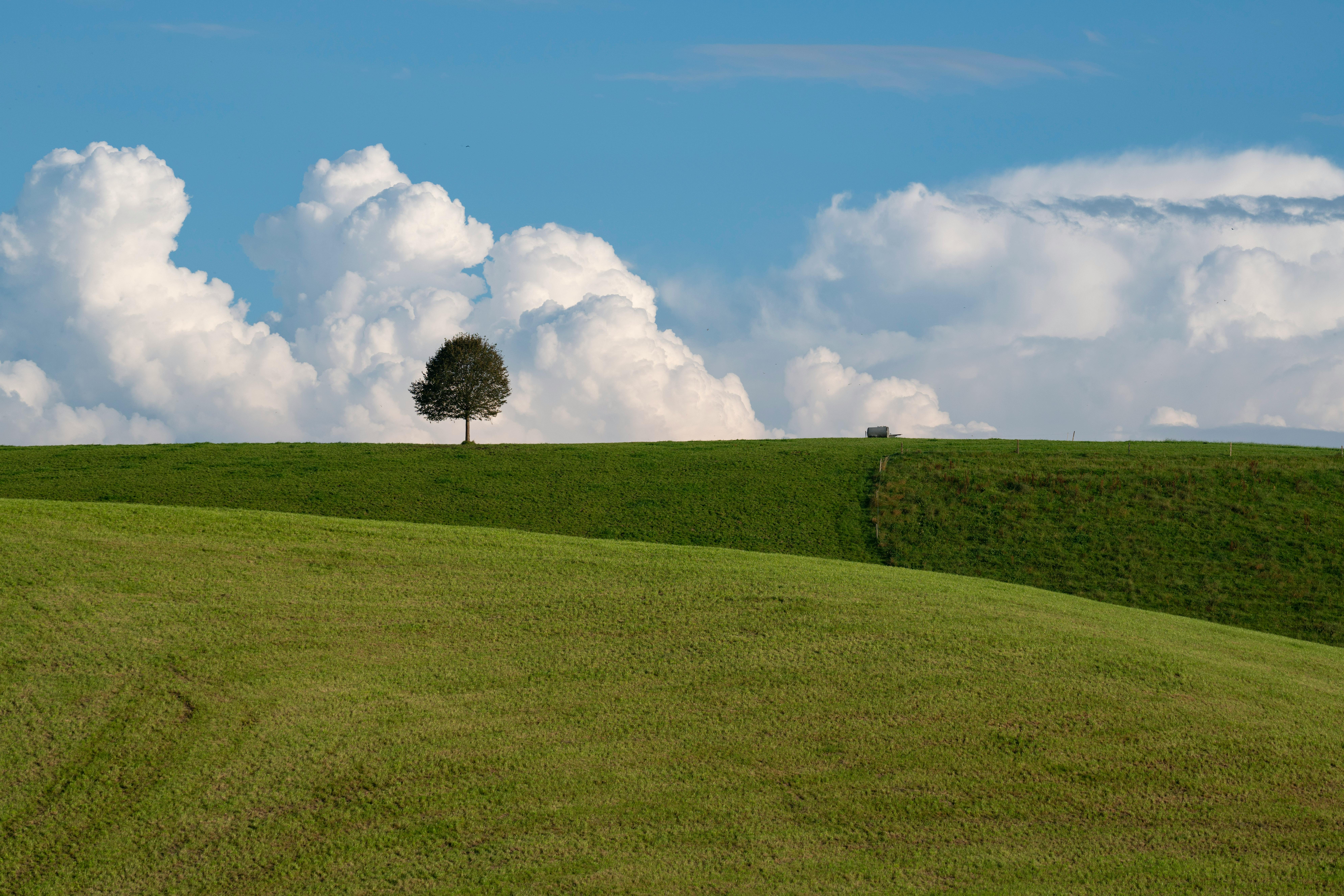 Tranquil green meadow with a solitary tree and dramatic clouds.
