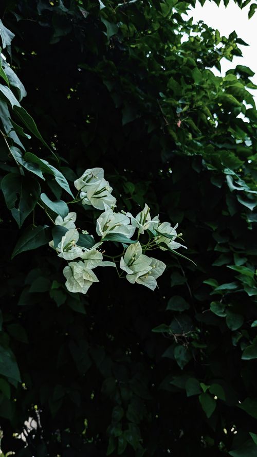 Free A serene image capturing lush green foliage with delicate white flowers under natural daylight. Stock Photo