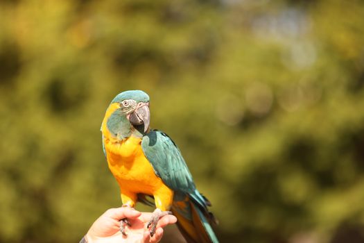 A striking blue-and-yellow macaw perched on a hand in an outdoor setting.