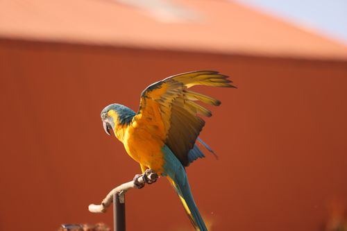 Free A blue and gold macaw perched, spreading its wings in sunlight. Stock Photo