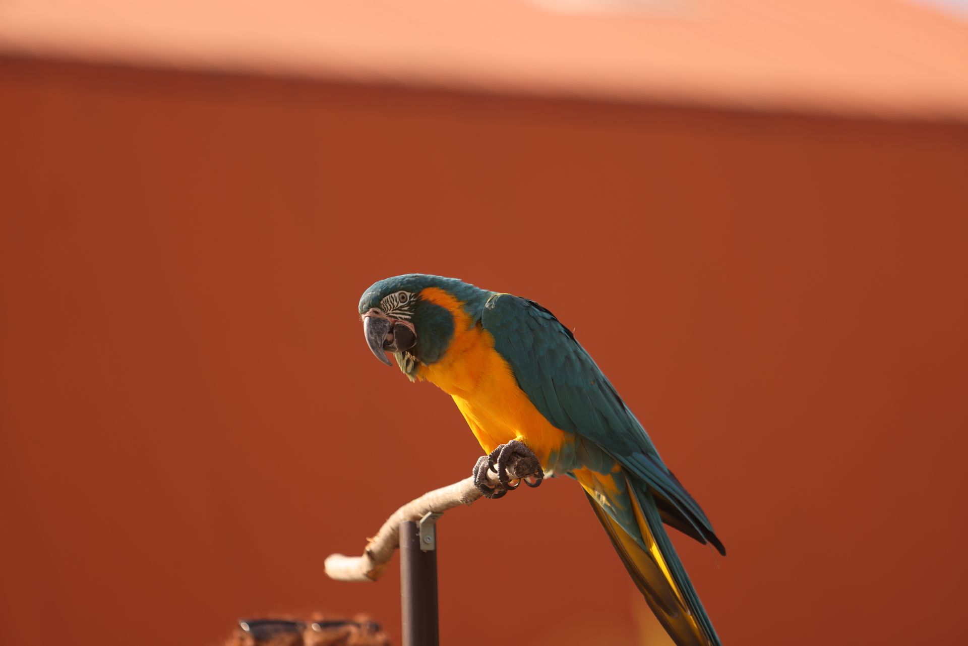 Vibrant macaw parrot perched on a branch with a vivid orange background.