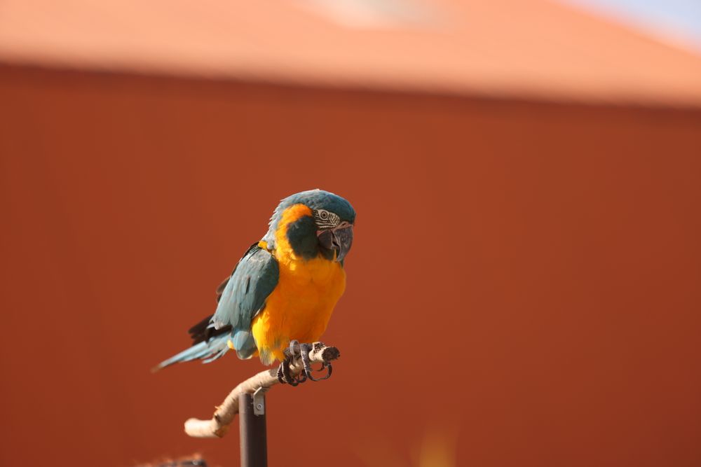 Colorful parrot perched outdoors in sunlight