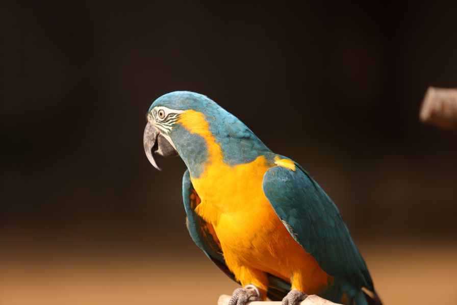 Photo inspiration: Fresh Look at Discovering The Elusive Blue Throated Macaw Species Facts