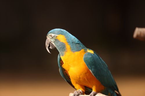 Free Blue and Yellow Macaw perched on branch, vivid tropical bird. Stock Photo