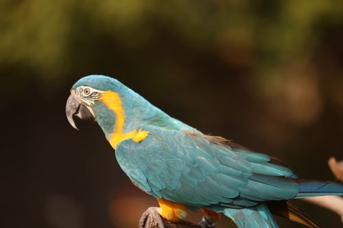 Free Vibrant blue and yellow macaw perched outdoors against blurred background. Stock Photo