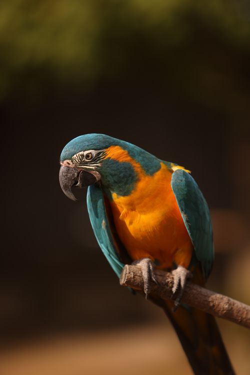 Free Close-up of a colorful Blue-and-Yellow Macaw perched on a branch in natural light. Stock Photo