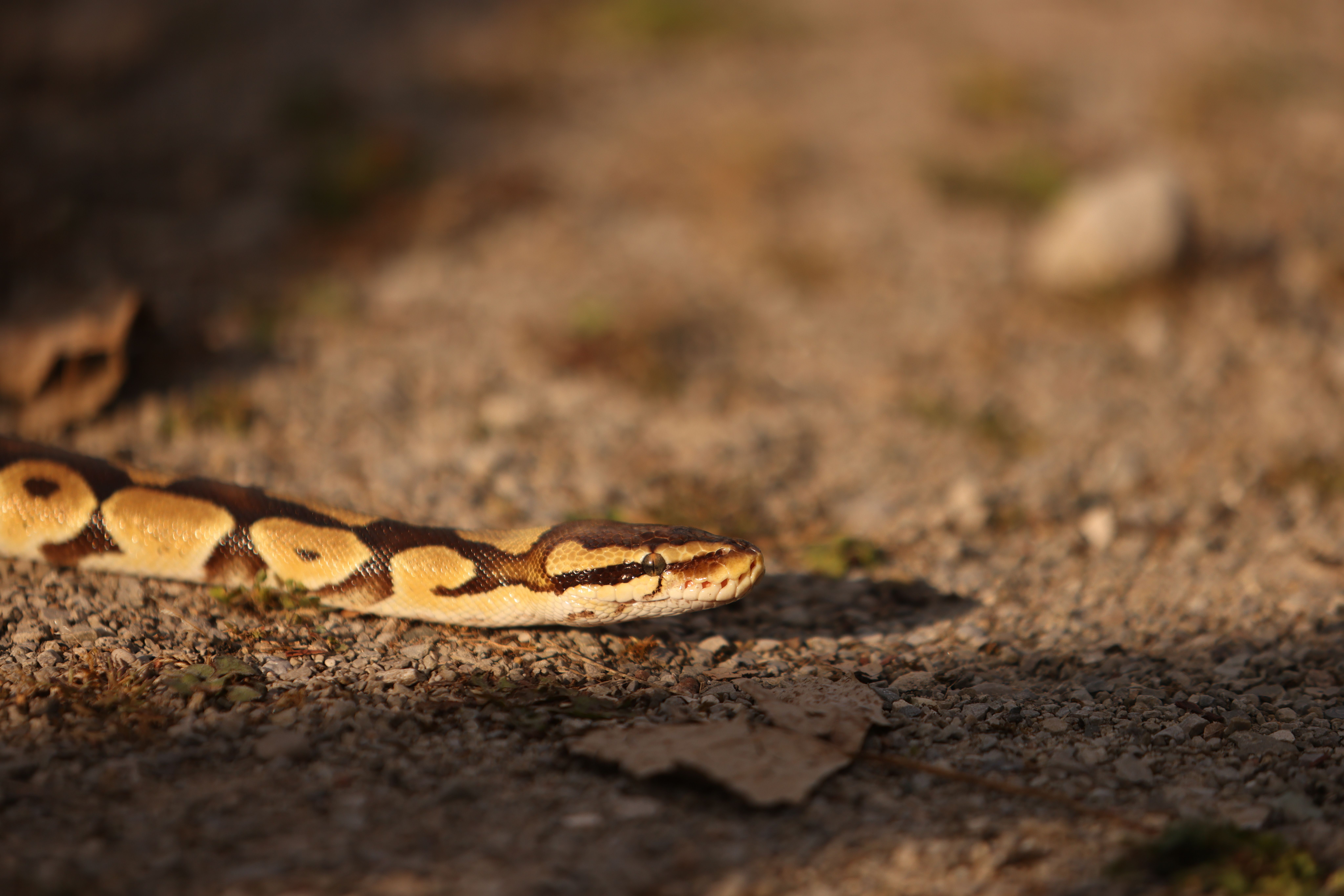 Ball Python on a Sunlit Gravel Path Outdoors · Free Stock Photo