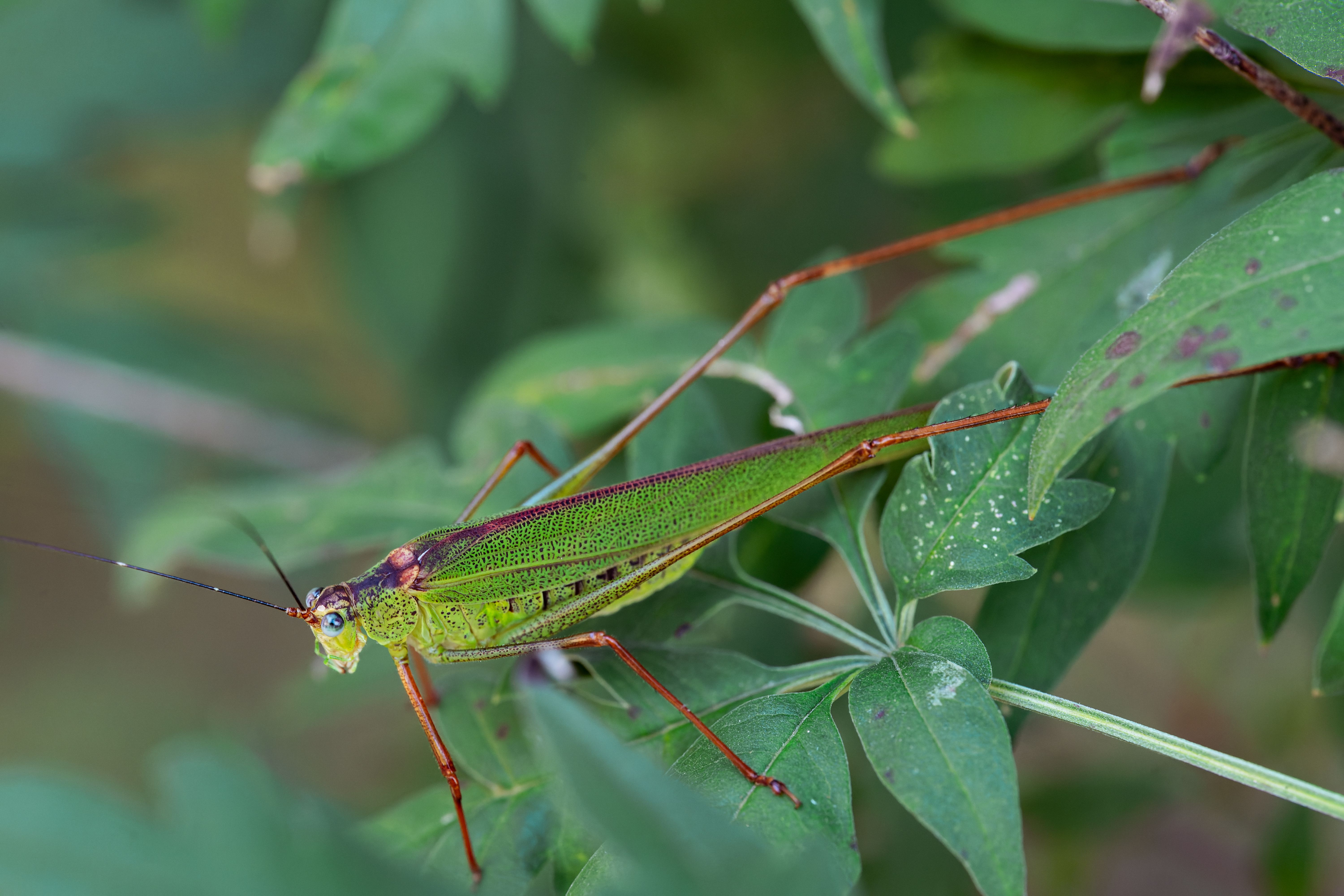 Close-up of a vibrant green katydid on leaves · Free Stock Photo