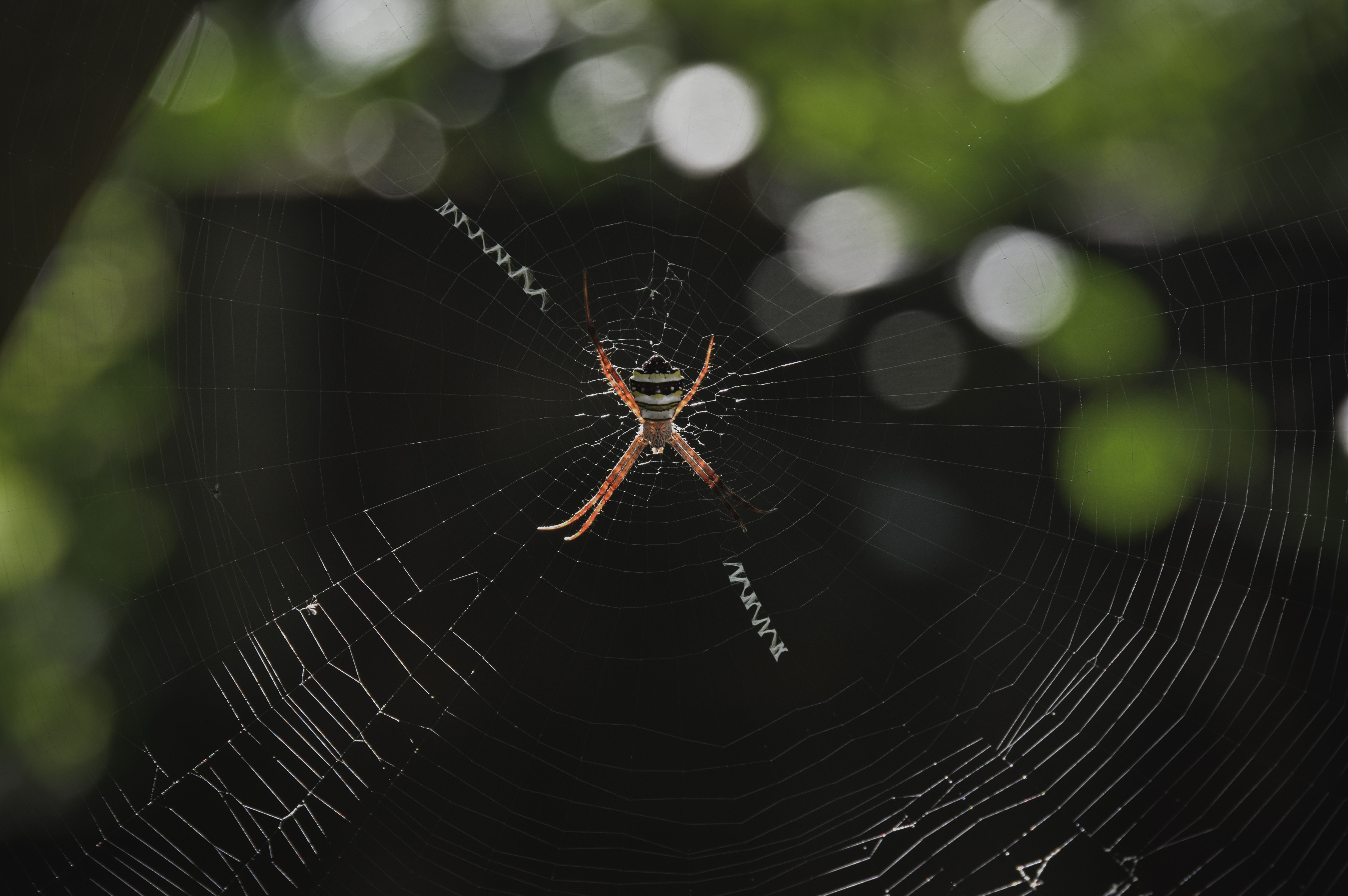 Close-up of a spider on intricate web · Free Stock Photo