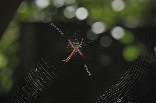 Free Detailed photograph capturing a spider centered on its web in a lush green setting. Stock Photo