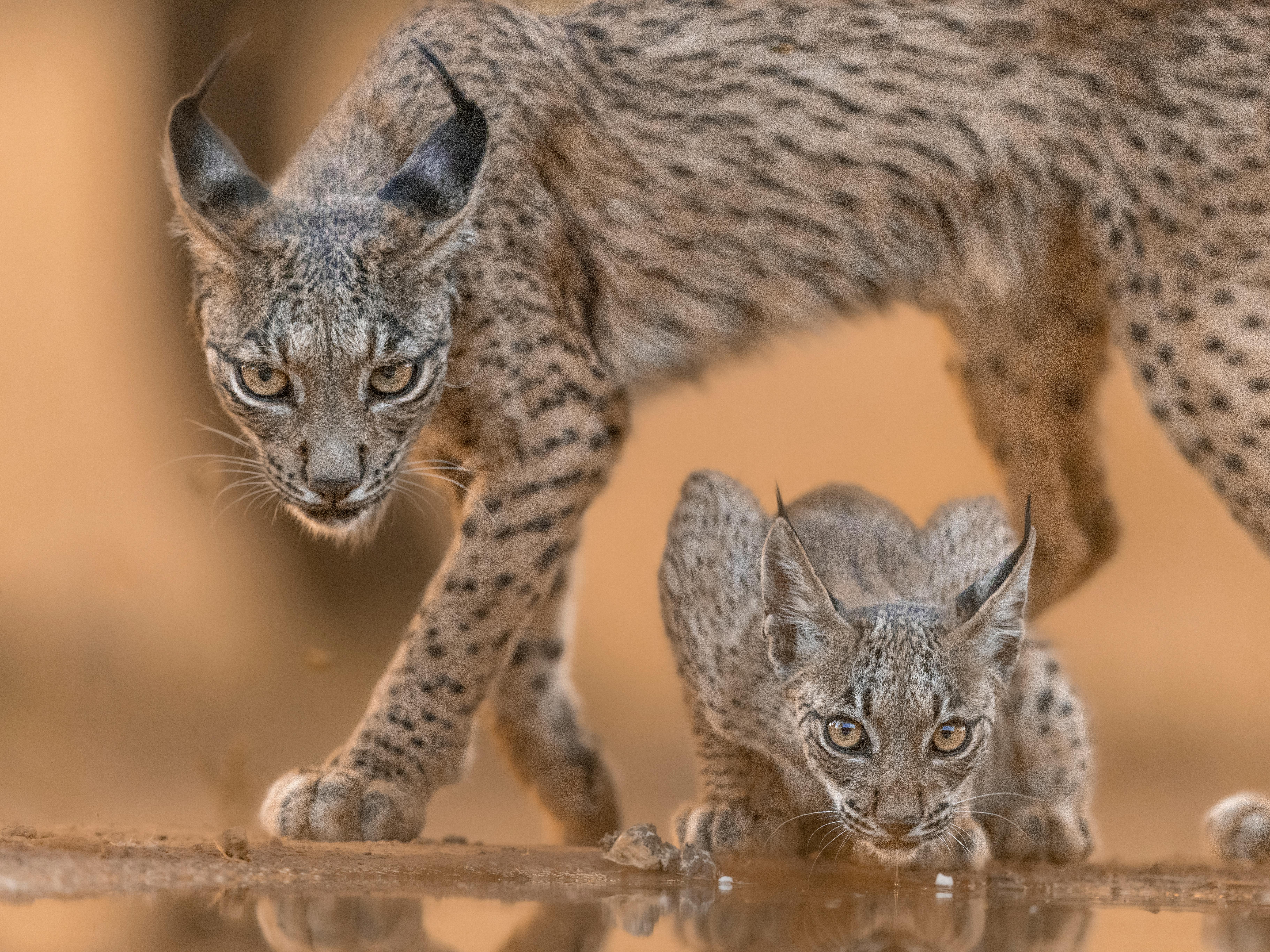 Iberian Lynx and Cub in Spanish Wilderness