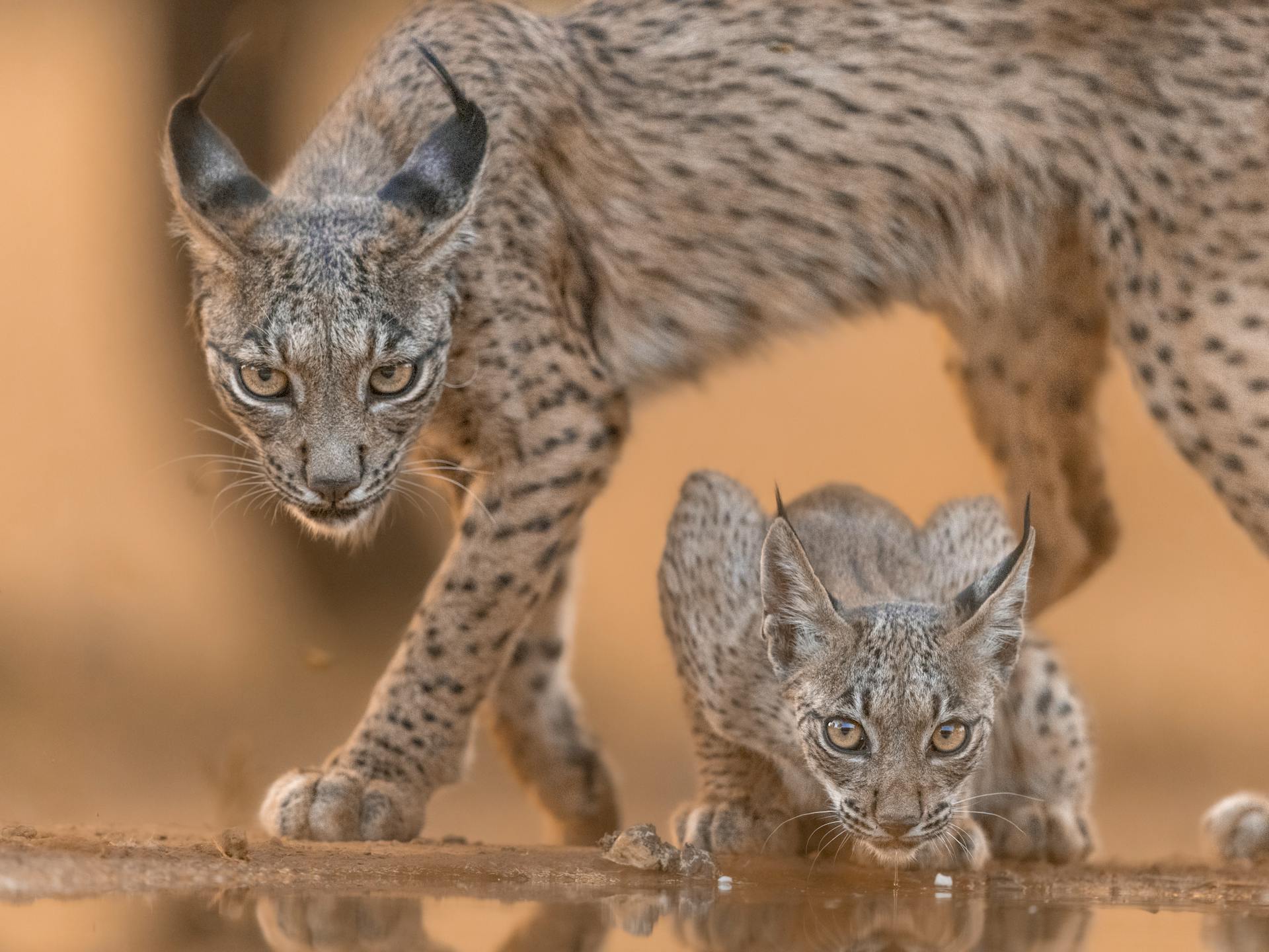 Iberian Lynx and Cub in Spanish Wilderness