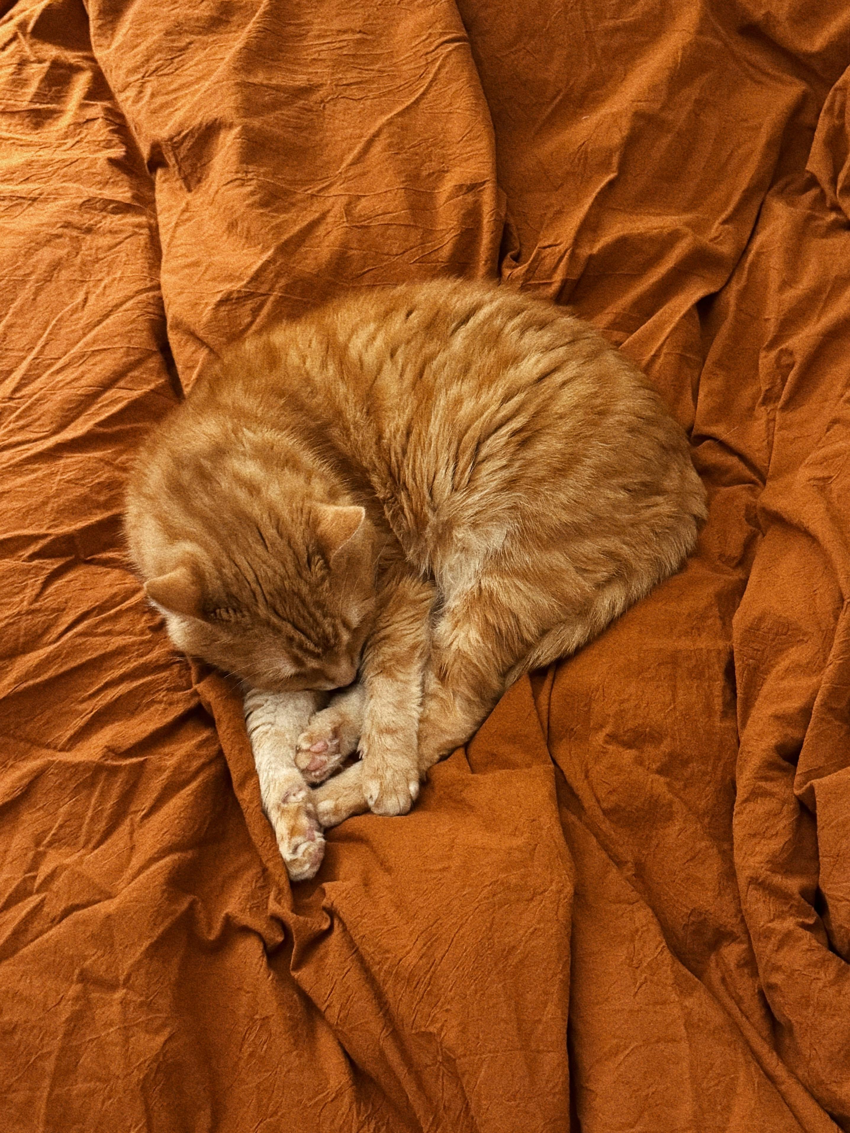 Cozy Ginger Cat Sleeping on Orange Blanket · Free Stock Photo