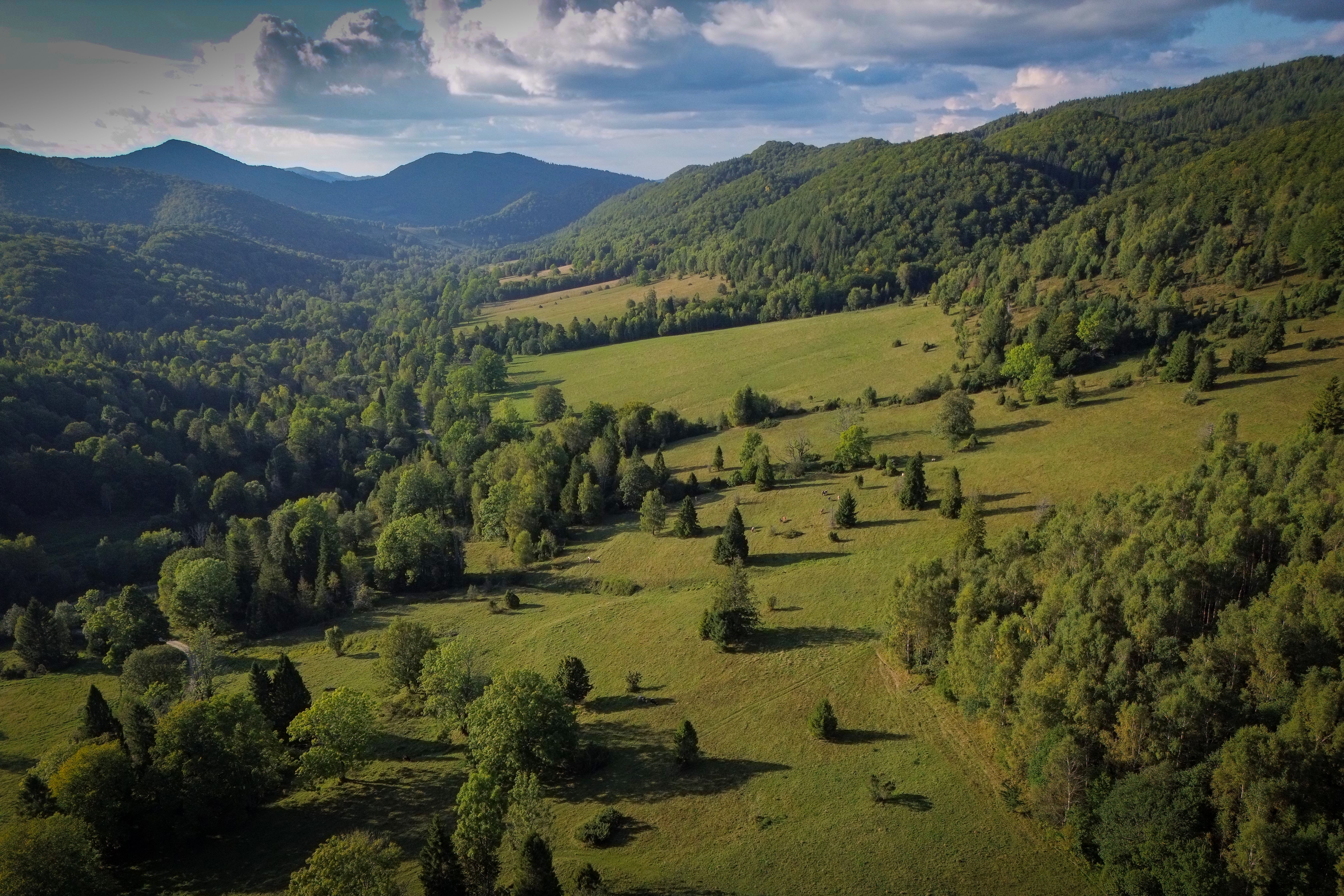 Scenic Mountain Valley with Lush Greenery · Free Stock Photo