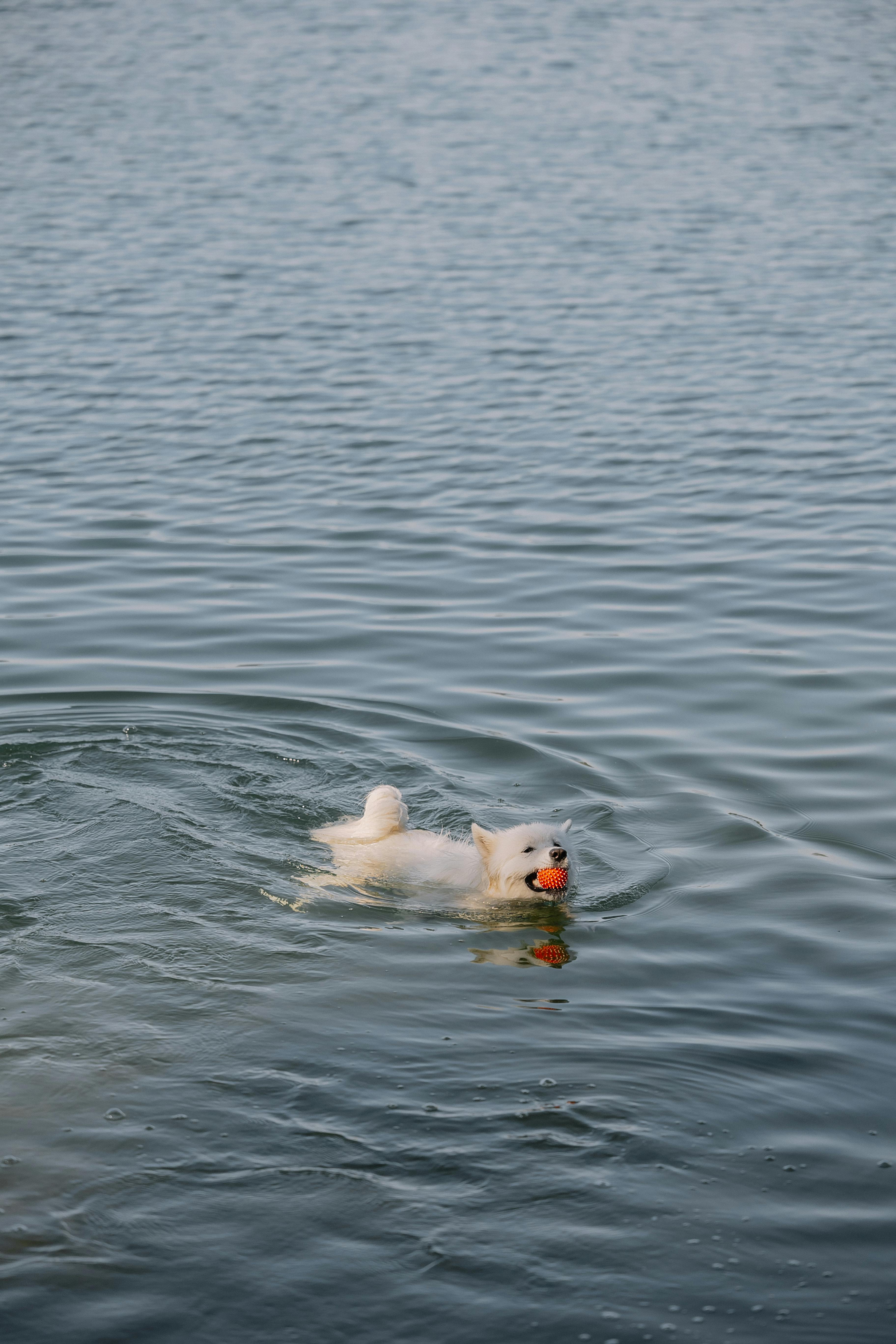 A playful white dog swims in a serene lake, fetching an orange ball.