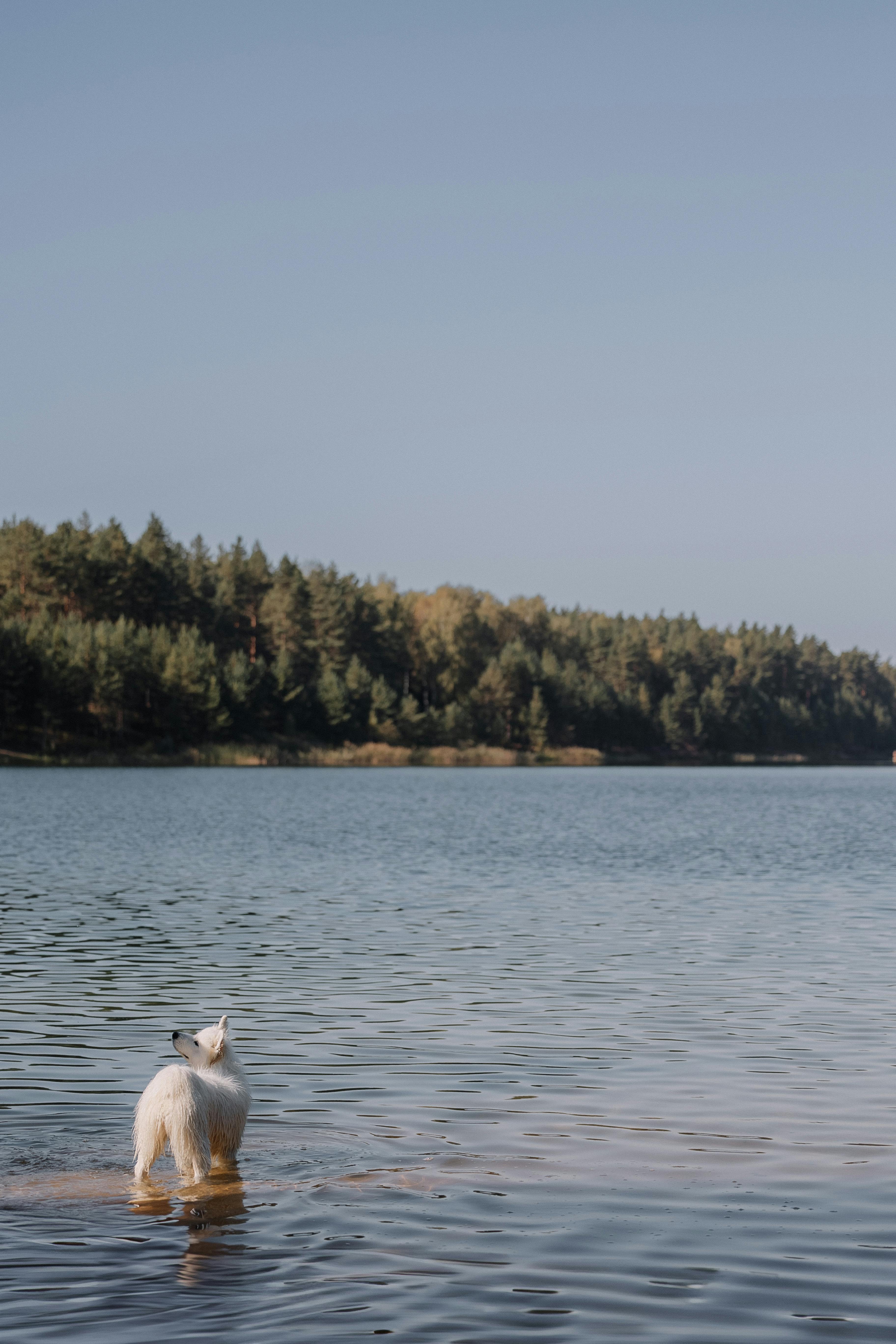 A peaceful scene of a dog swimming in a calm lake surrounded by forest.
