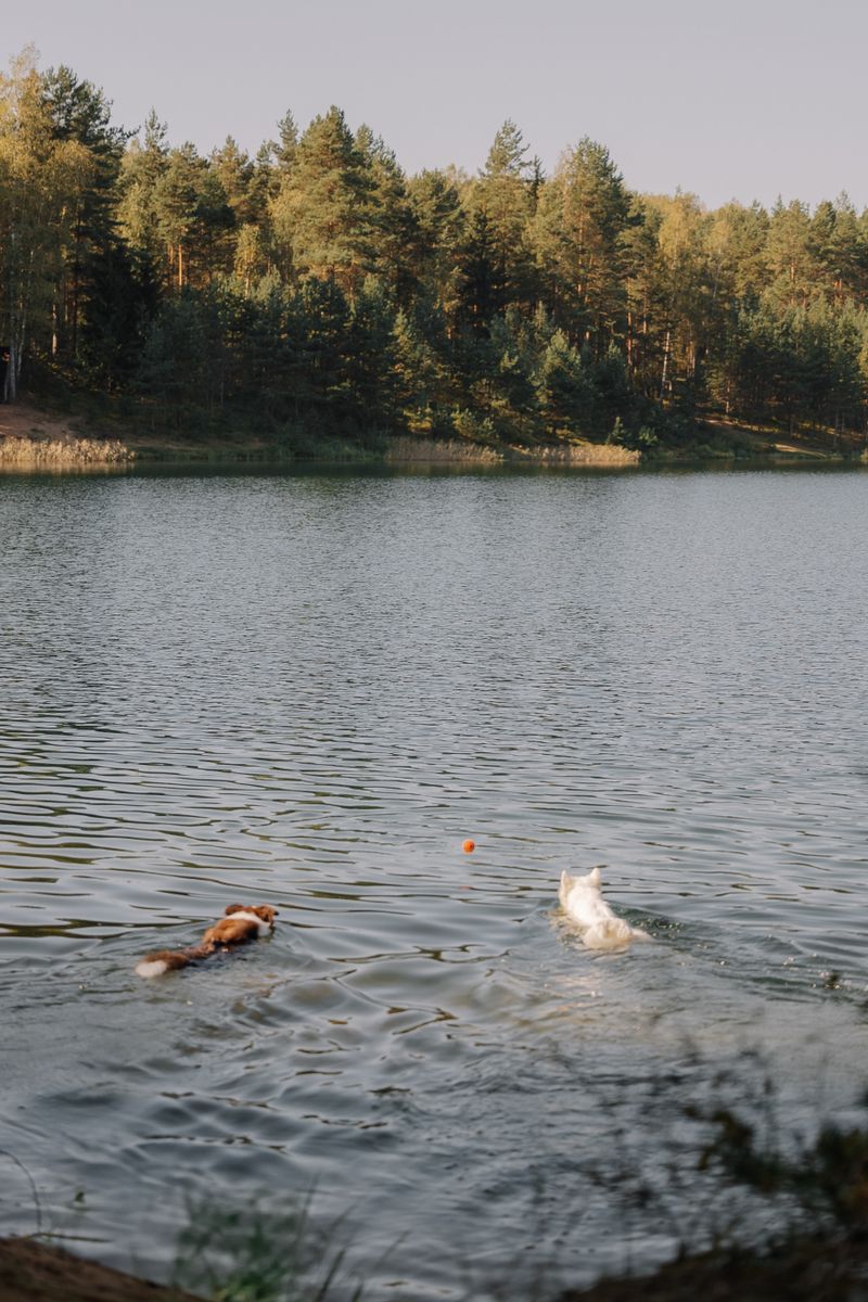 Two dogs enjoying a swim in a forest lake