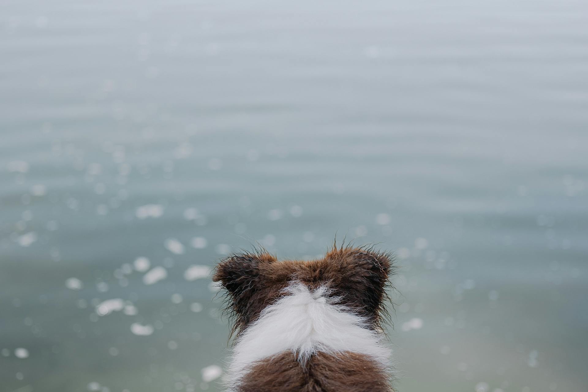 Border Collie Dog Looking at Calm Water