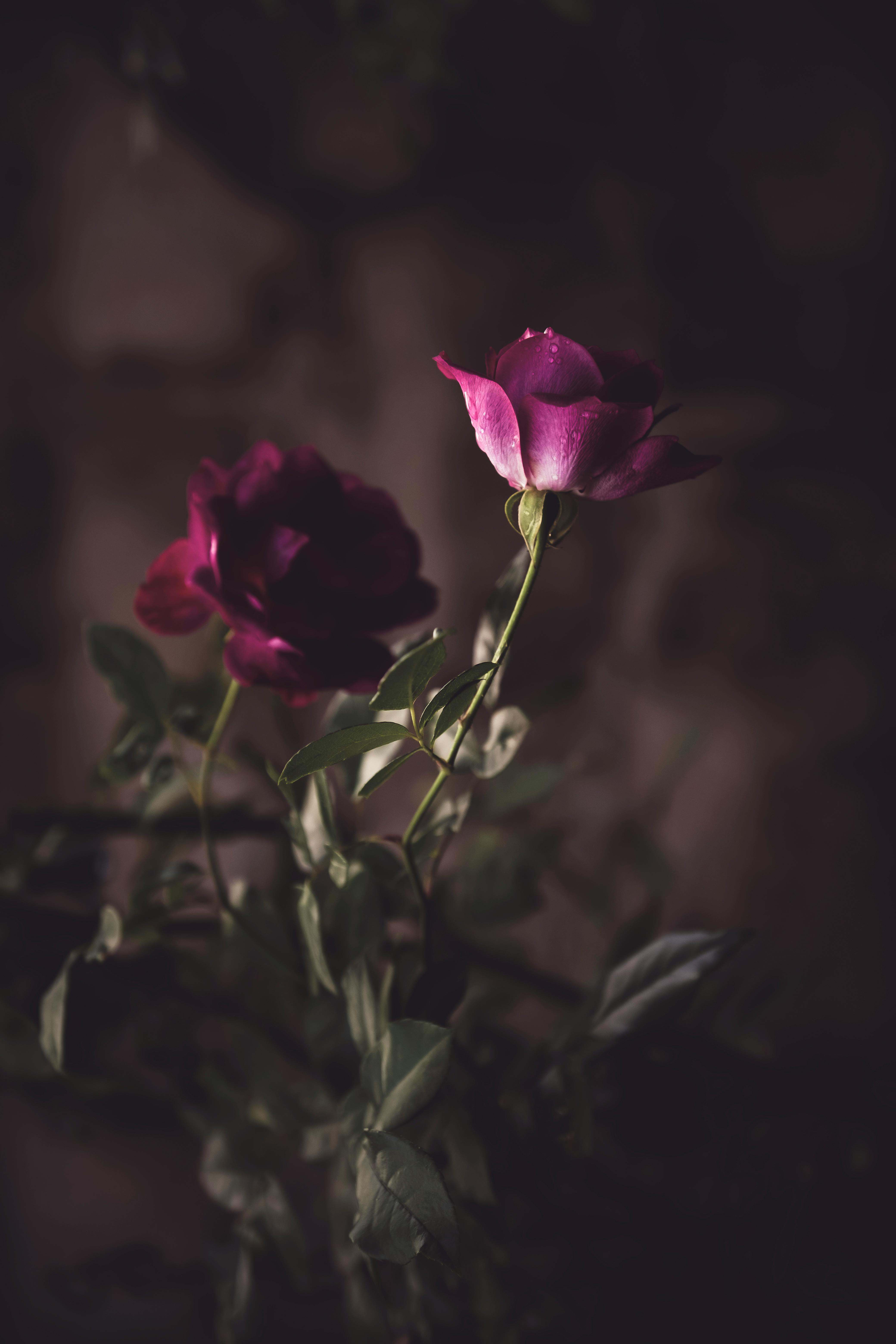 Two Red Roses Free Stock Photo