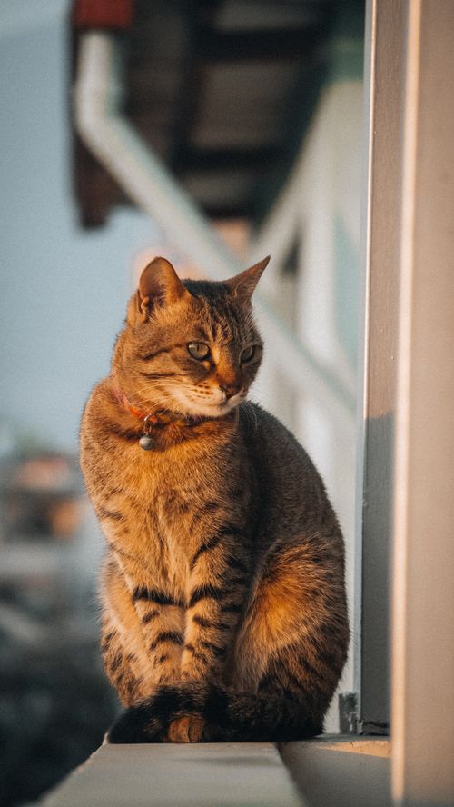 Free A brown tabby cat sits gracefully on a ledge during golden hour, conveying warmth and tranquility. Stock Photo