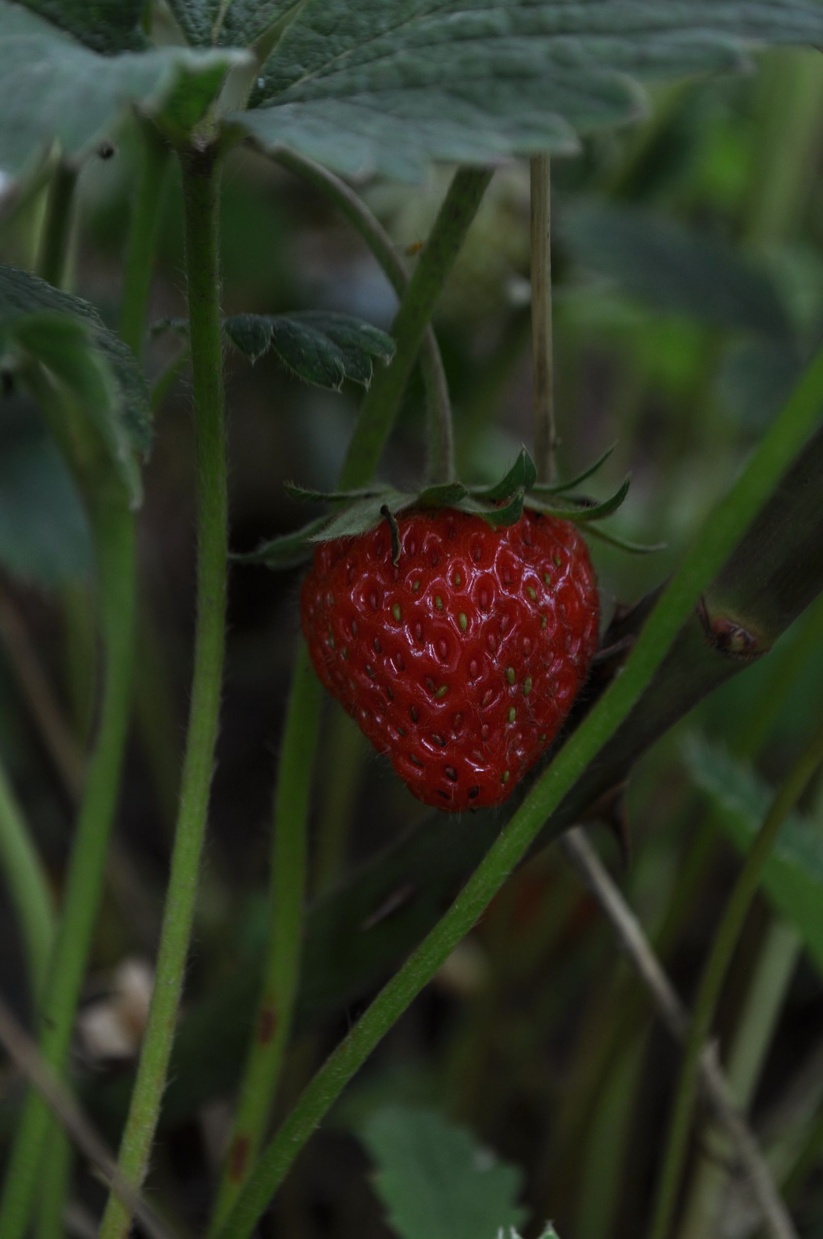 Close Up Photo of Red Strawberry · Free Stock Photo