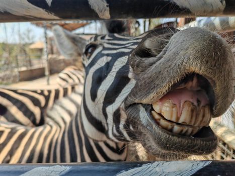 Close-up of Zebra Showing Teeth at the Zoo