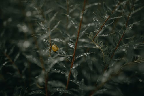 Photographie En Gros Plan D'une Plante à Feuilles Vertes