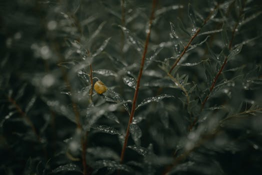 Close-up of dewdrops on green leaves after rain, showcasing a fresh and serene atmosphere.