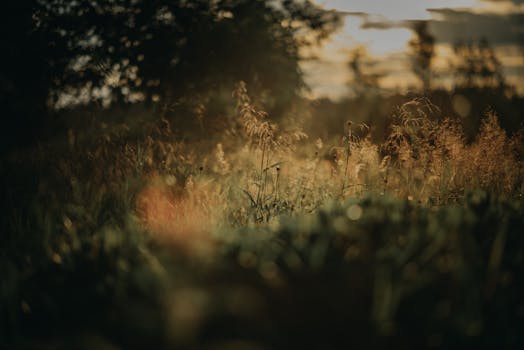 日落喜怒无常，野草丛生，营造出一种宁静的氛围