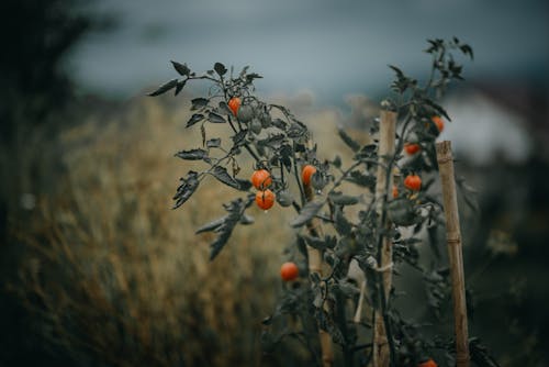 Kırmızı Meyvelerin Seçmeli Odak Fotoğrafı