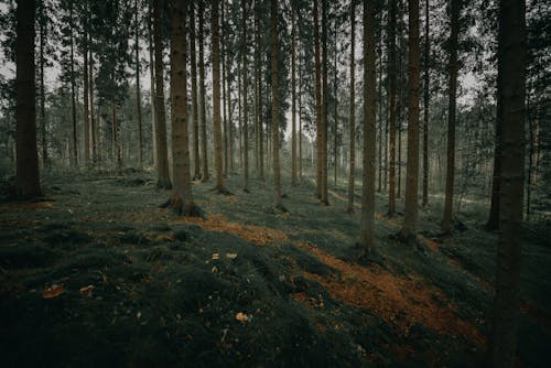 Free Forest Stock Photo