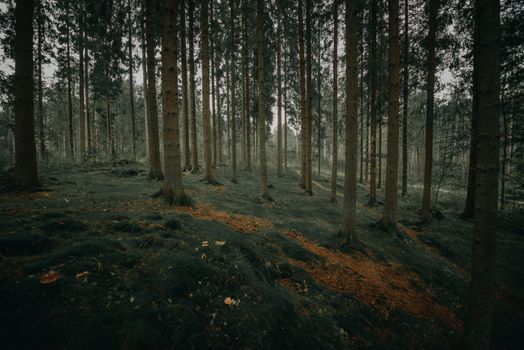 A tranquil forest scene with tall evergreen trees and soft sunlight filtering through.