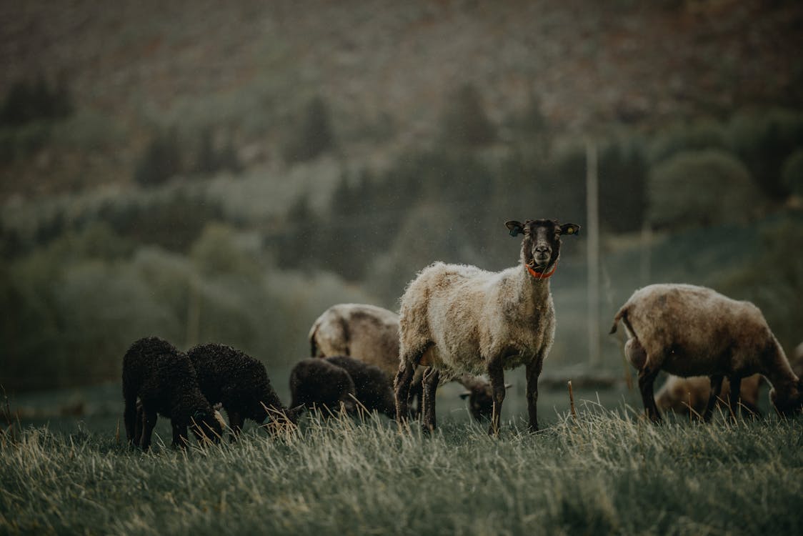 Herd of Goats · Free Stock Photo
