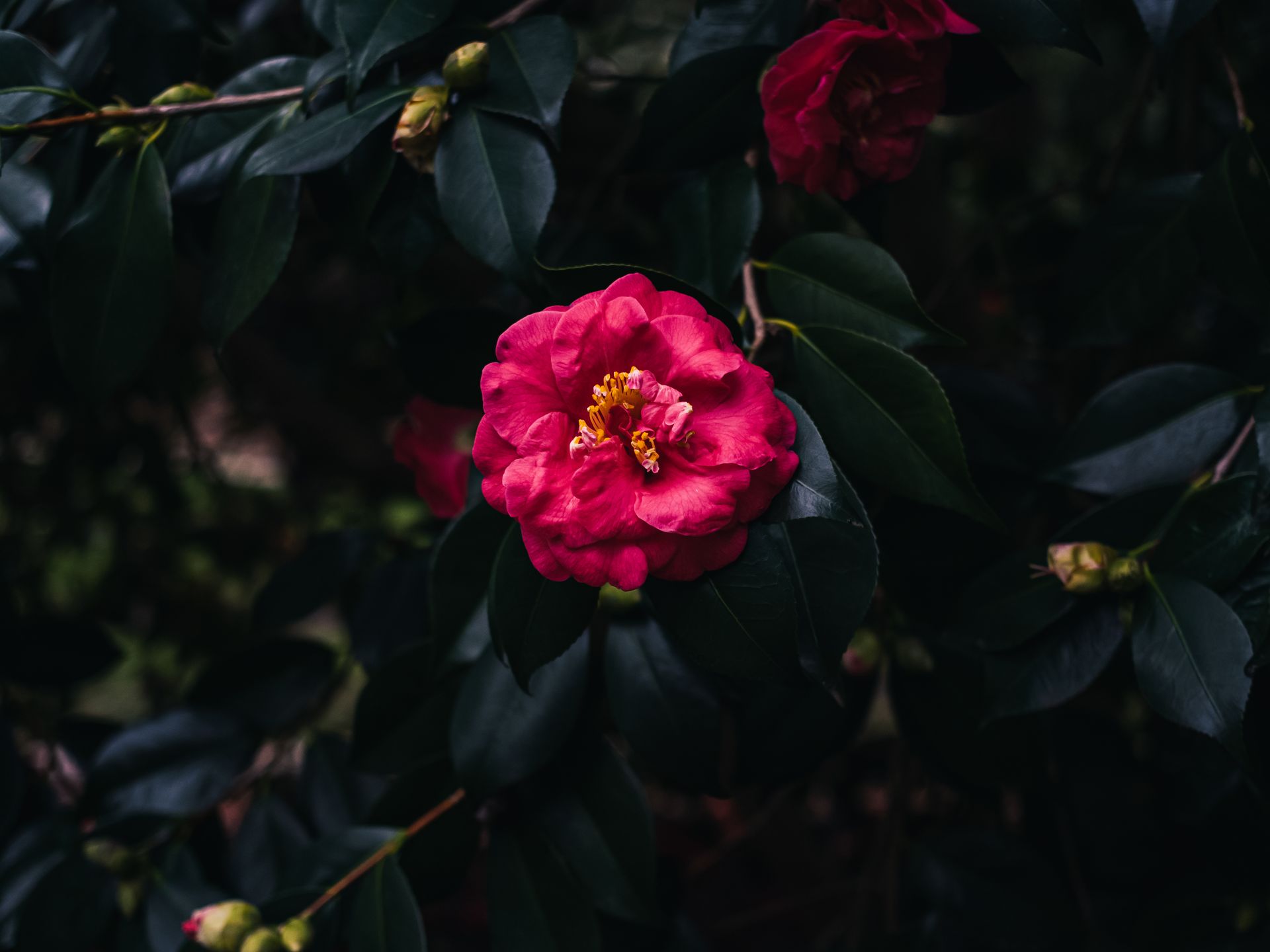 Close-up of a vibrant pink camellia flower amidst dark green leaves, showcasing natural beauty.