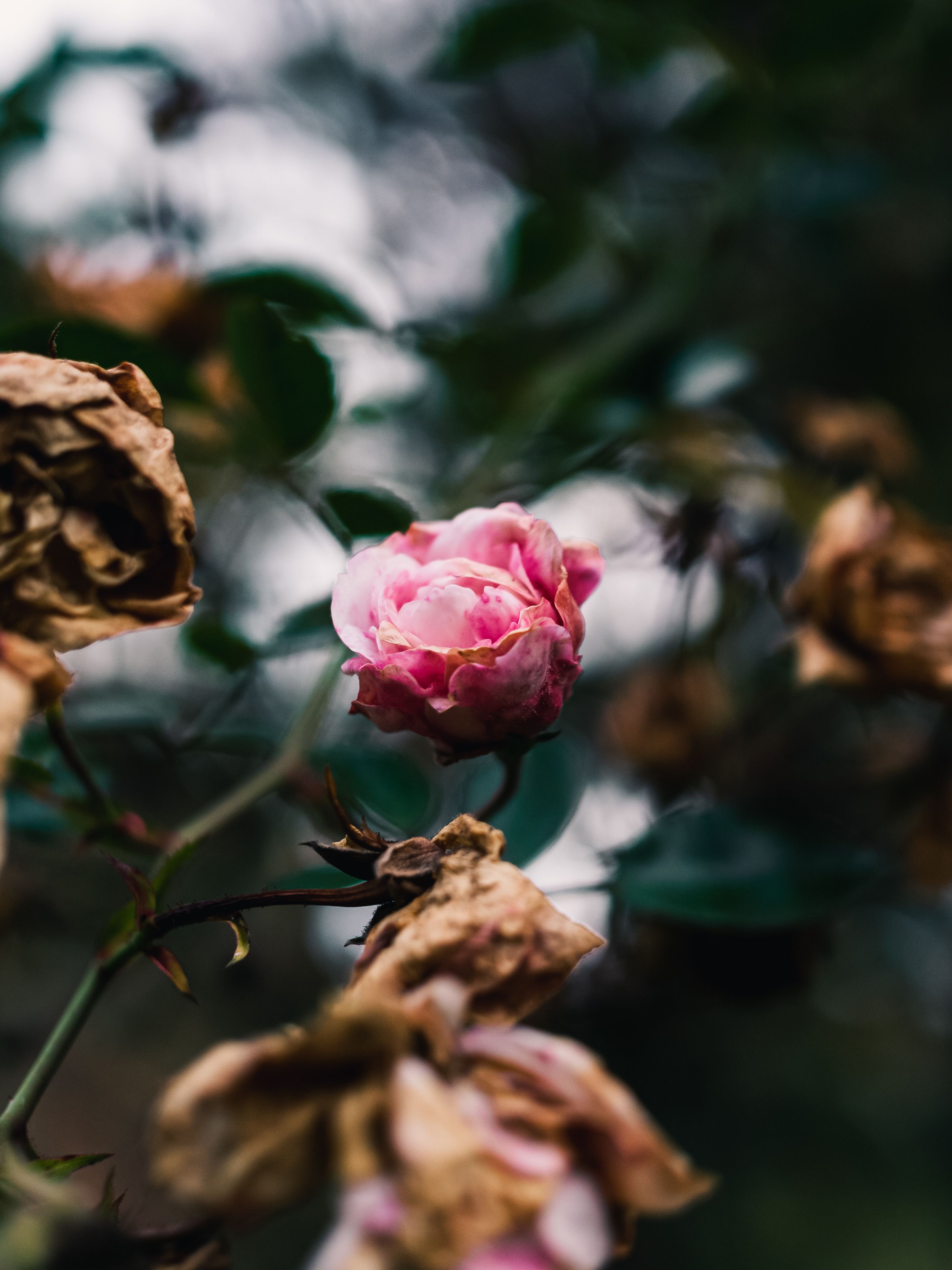 Pink Rose Surrounded by Wilted Petals in Moody Setting · Free Stock Photo