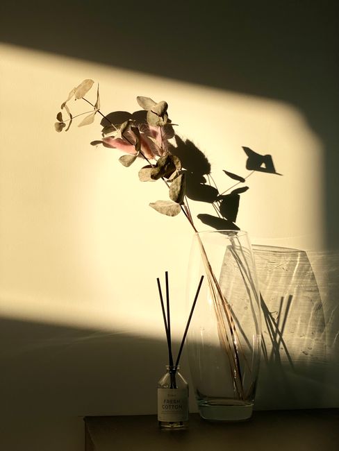 Eucalyptus in vase with shadows, enhanced by warm sunlight.