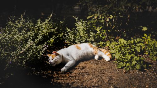 Free A cat lounging in the sun amidst lush greenery, capturing a peaceful moment in Lund, Sweden. Stock Photo