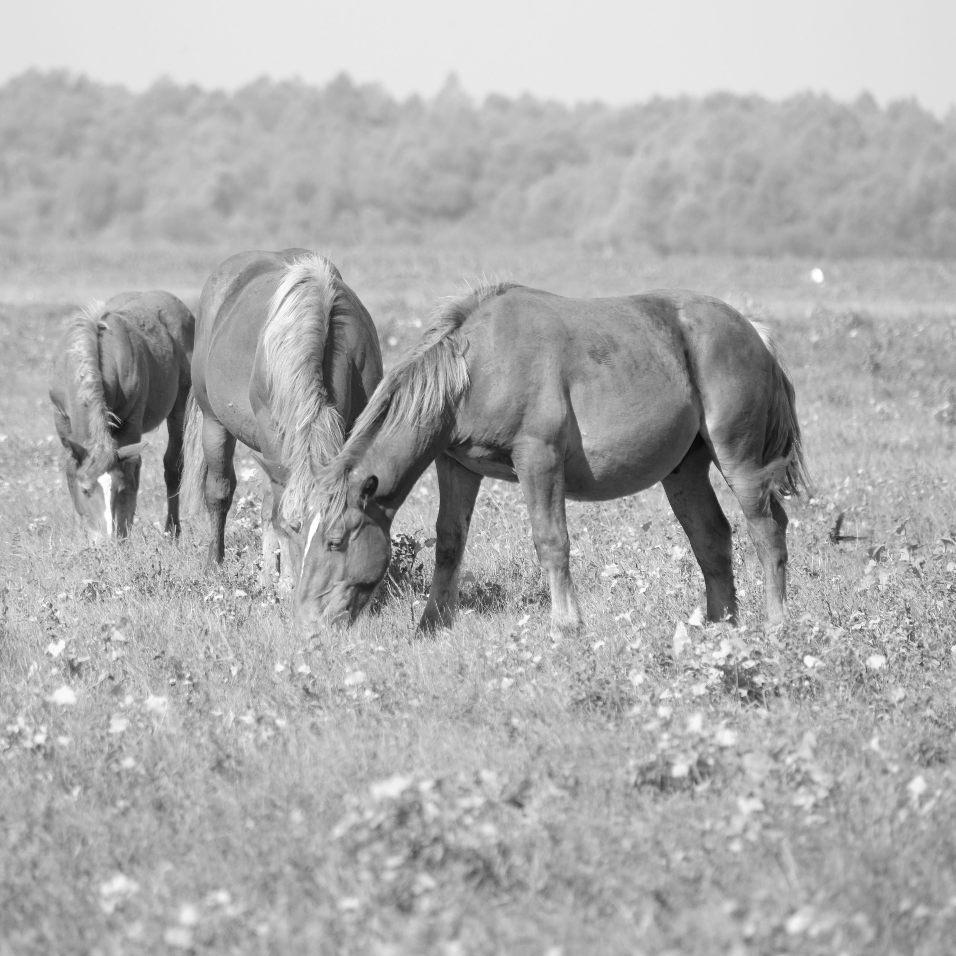 Black and White Horses Grazing in a Meadow · Free Stock Photo