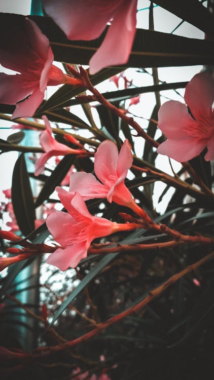 Kostenloses Stock Foto zu blume, hübsch, klassisch