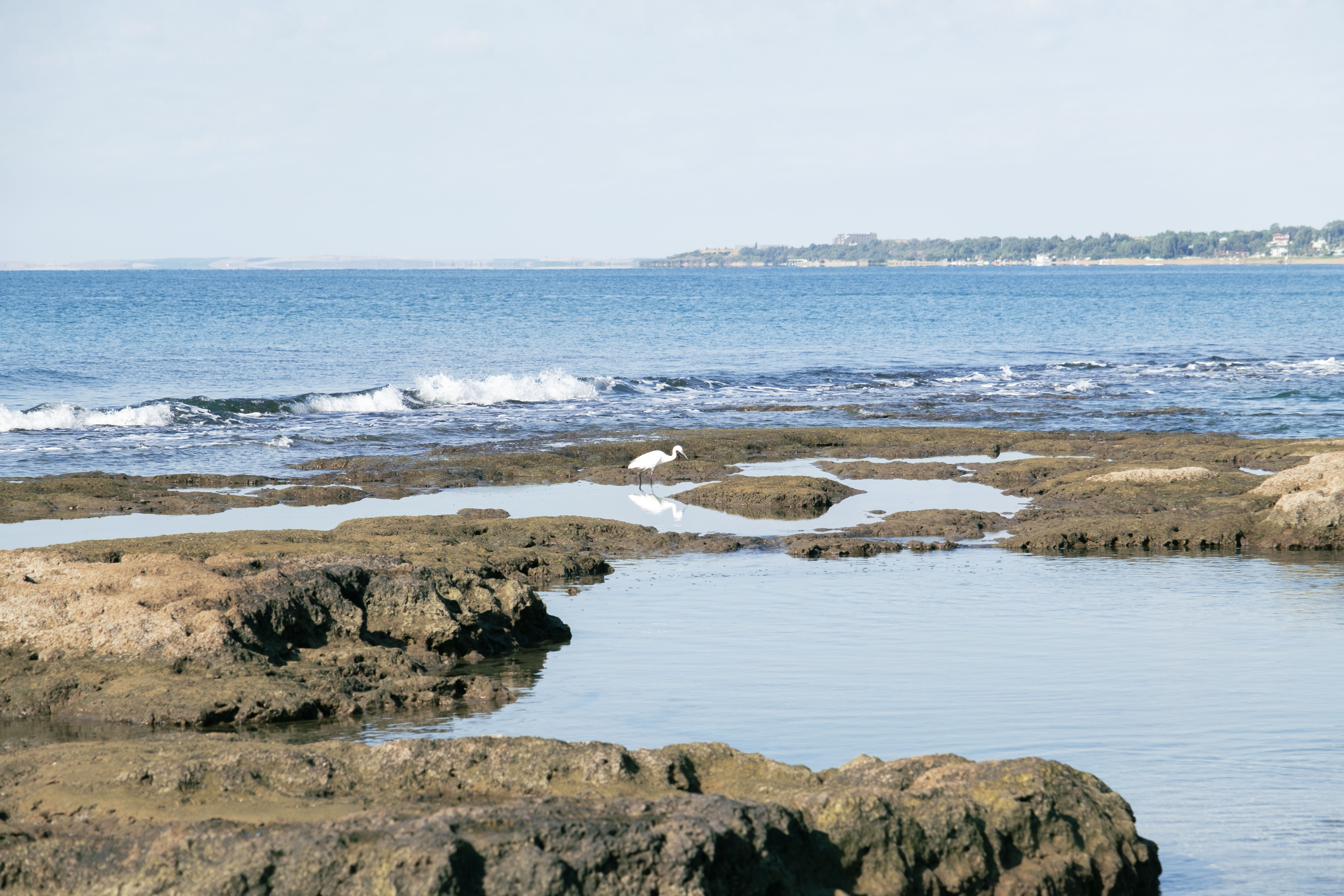 A peaceful coastal view featuring an egret on rocky tide pools against a blue sea.