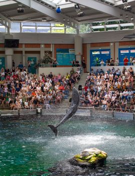 dolphin photo