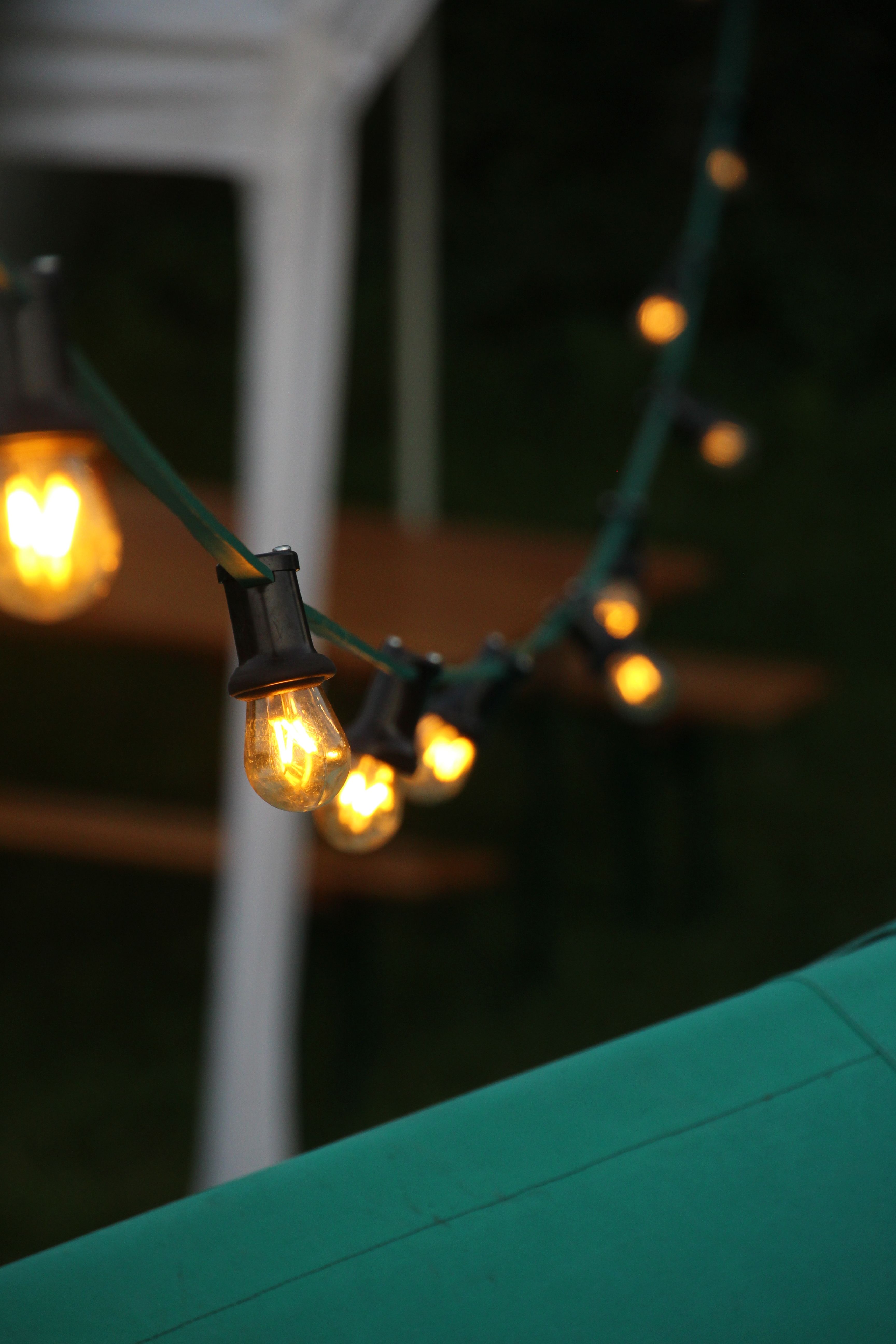 Brown String Lights in Tree · Free Stock Photo