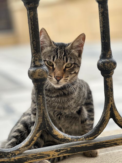 Free A tabby cat sitting behind a wrought iron fence, gazing intently. Stock Photo