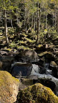 A tranquil forest stream with moss-covered rocks and lush greenery creating a peaceful natural scene.