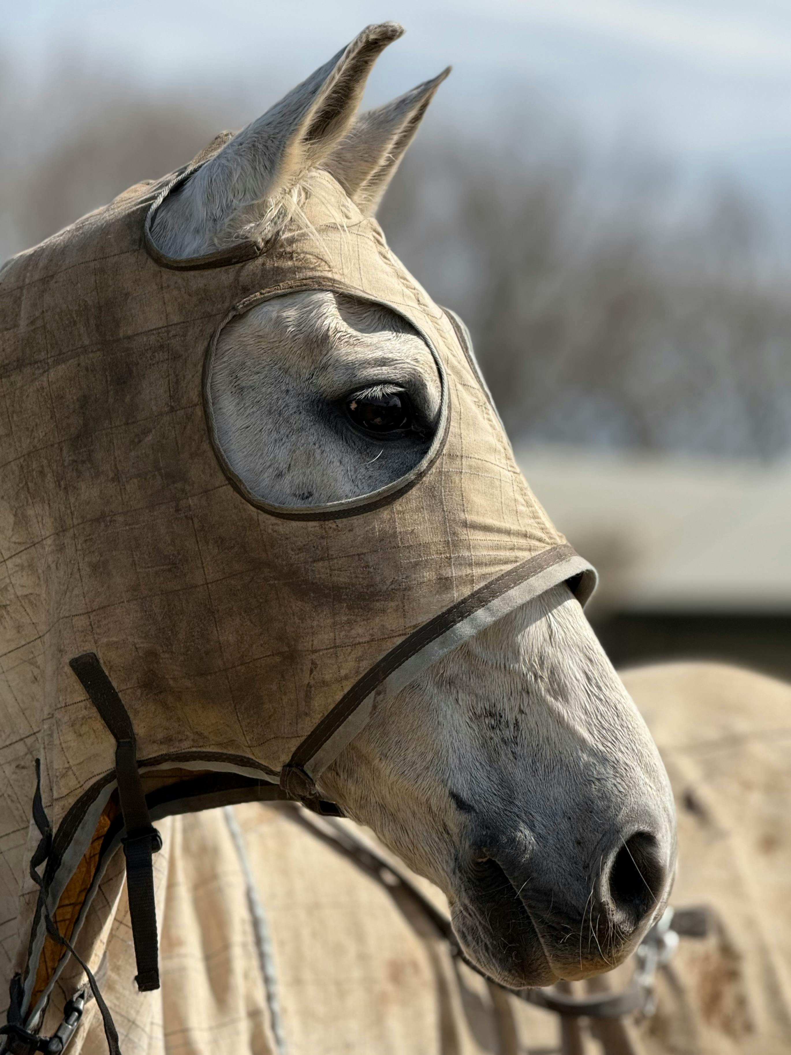 White horse wearing a face cover at Werribee South, VIC, Australia. Equestrian themed close-up portrait.