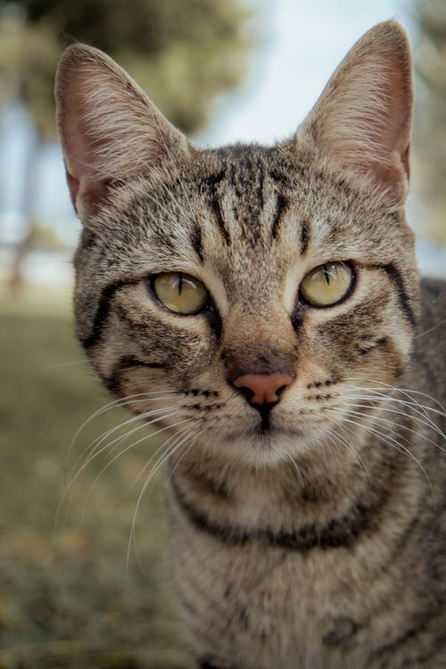 Free An engaging close-up of a tabby cat with captivating eyes in an outdoor setting. Stock Photo