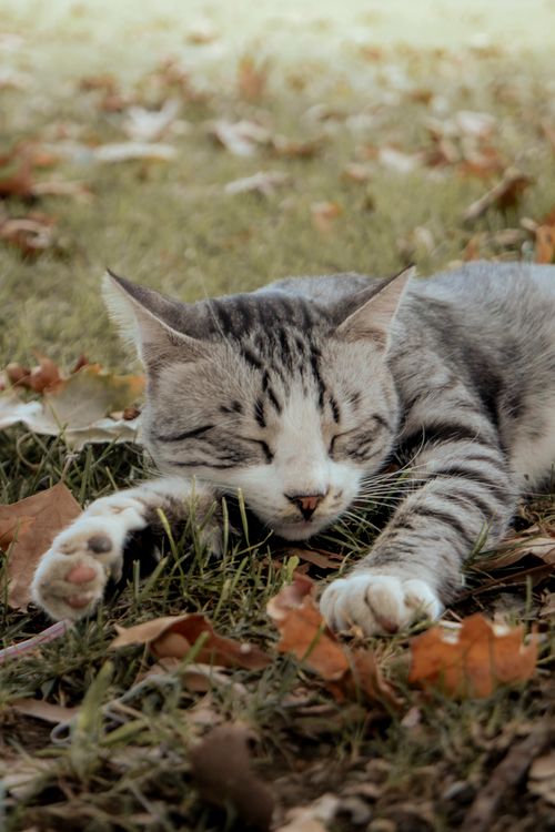Free Peaceful gray tabby cat resting on grass surrounded by fallen autumn leaves. Stock Photo