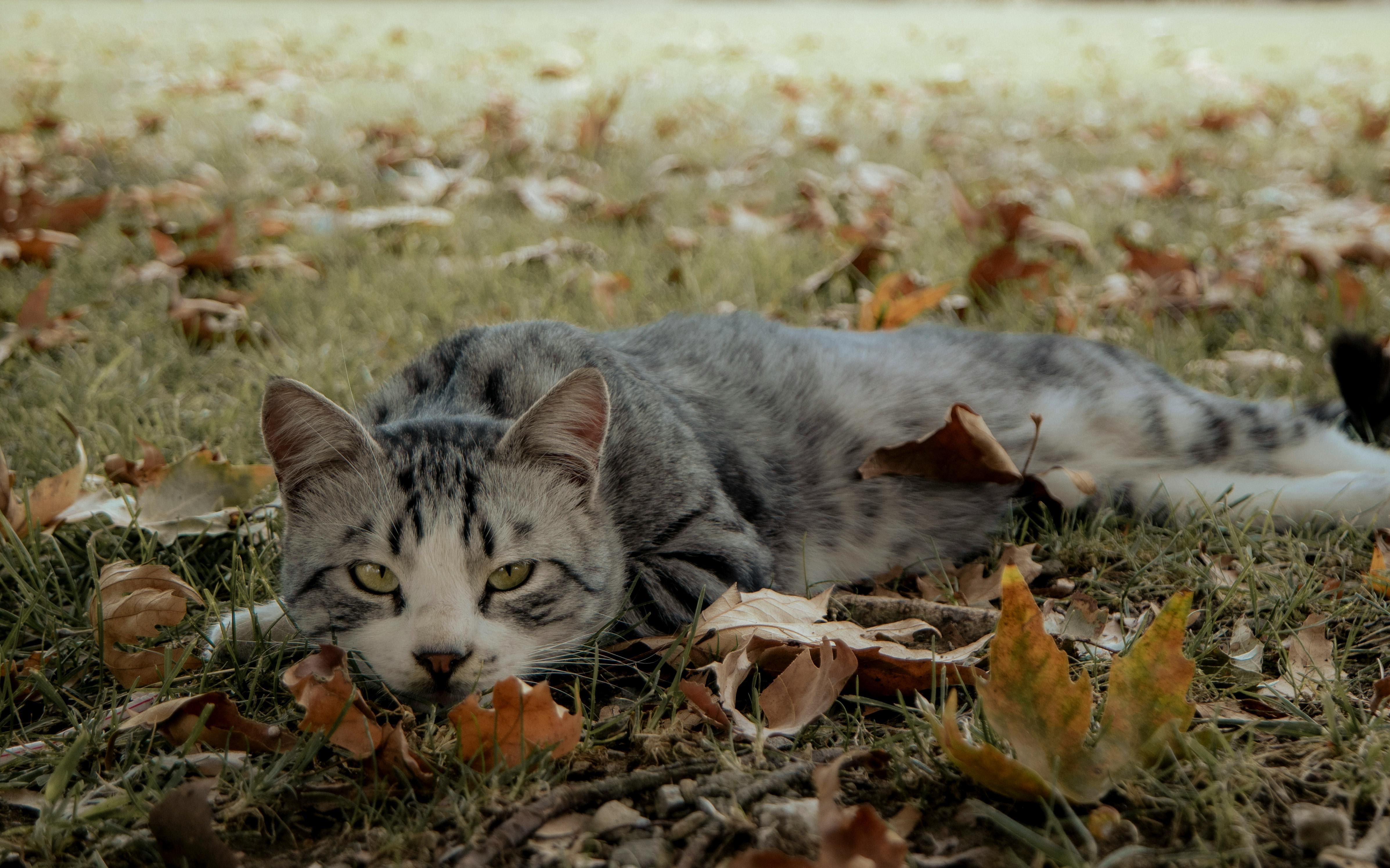 A tabby cat lounging on grass surrounded by autumn leaves, conveying a sense of relaxation and nature.