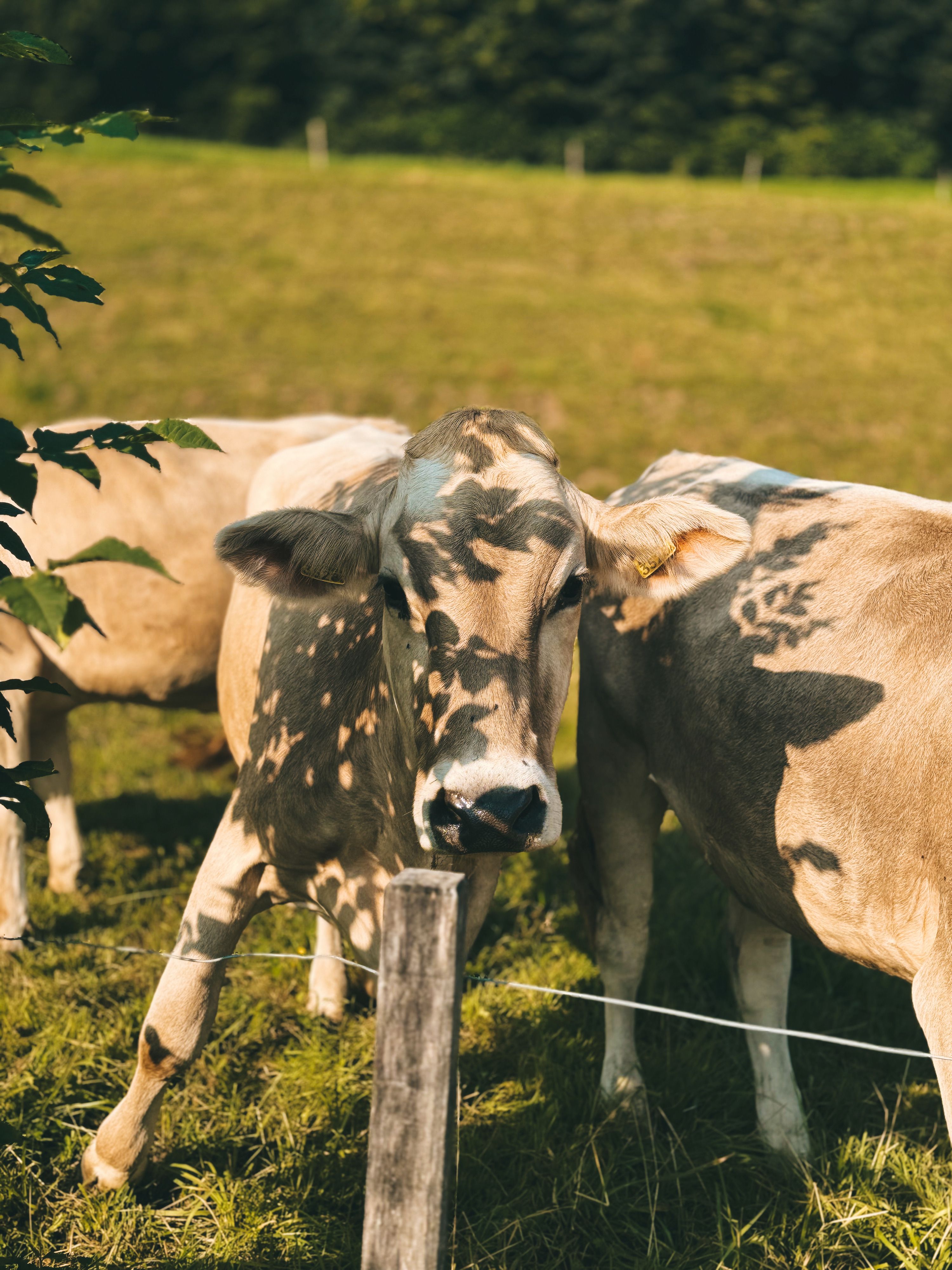The Pinterest Cash Cow